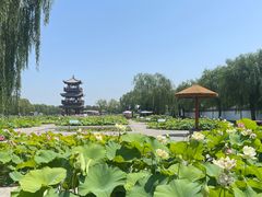 -白洋淀景区