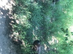 -北京麋鹿生态实验中心