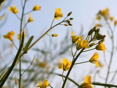 -光明小镇欢乐田园