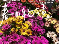 -上海滨江森林公园