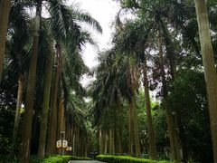 -广东茂名森林公园