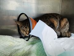 -荔康动物医院(康王北路店)