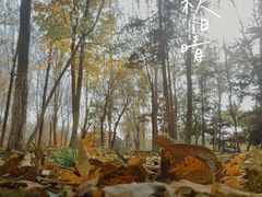 -莫子山公园