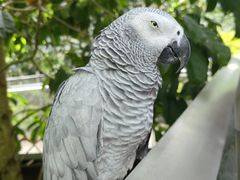 -新加坡飞禽公园
