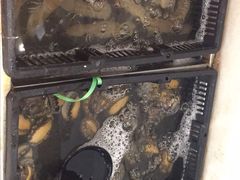 -大东方海鲜酒楼(小武基桥店)