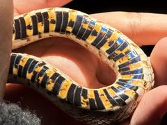 -抱暴龙爬宠·异宠·撸宠撸爬主题馆(大学路店)