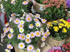 -秦美花卉(天朗·莱茵小城2期店)