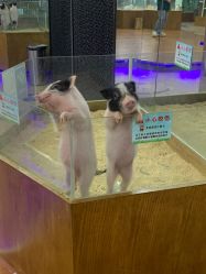 -未来动物城主题公园(正弘城店)