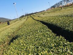 -雪绿茶博物馆
