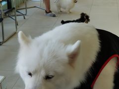 -怪兽屋·羊驼·猫咖·狗咖(俊华广场店)