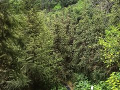 -火炉山森林公园