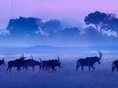 -罗红摄影艺术馆