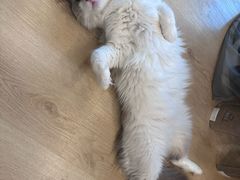 -有喵·猫咖·狗咖·30几只猫10只小狗(岗厦店)