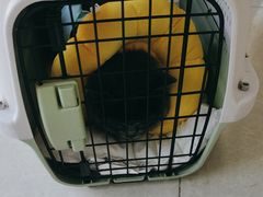 -瑞派福兴宠物医院犬猫全科·骨科·中西医结合(河东店)