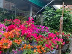 -曲阳花鸟市场(曲阳路店)