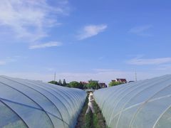 -南汇老顾农家乐采摘大团水蜜桃采摘店