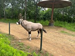 -大连森林动物园