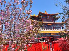 -曹州牡丹园