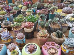 -三圣花乡旅游区