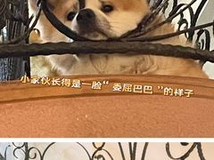 -喜柴咖啡·柴犬狗咖