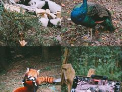 -成都大熊猫繁育研究基地