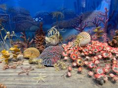 -国家自然博物馆