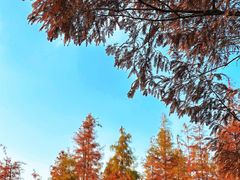 -白鹭湾湿地公园