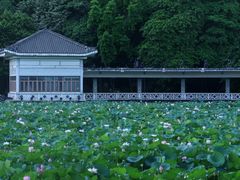 -荔湾湖公园