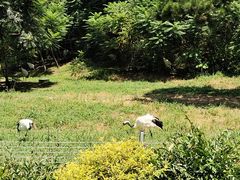 -沈阳森林动物园