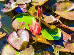 -国家植物园南园