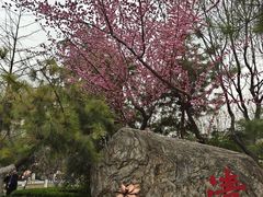 -莲湖公园