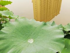 -陈家山荷花公园