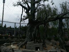 -太阳部落