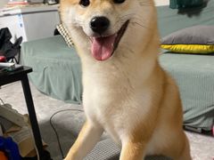 -瑞派福兴宠物医院犬猫全科·骨科·中西医结合(河东店)