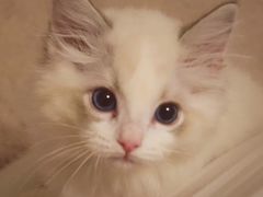 -Bastet sally猫舍购宠(静安店)
