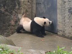 -都江堰中华大熊猫苑