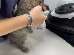 -伟伟宠物医院·CT影像中心·瑞派犬猫综合性门诊(汉口总院)