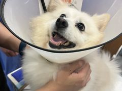 -博特宠物医院24h犬猫全科.骨科·异宠