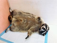 -浣熊柯尔鸭土拨鼠·电玩咖