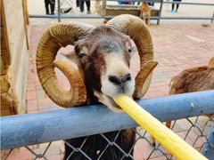 -长白岛森林公园