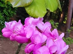 -铁山坪森林公园