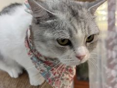 -共舞时光猫咖·狗咖(新街口店)