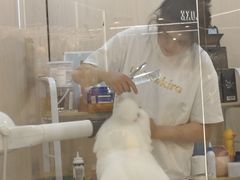 -momokira米努特·德文卷毛猫·棉花面纱犬