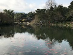 -西湖外事游船(花港观鱼码头)