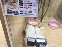 -屋虎猫馆(宝安大仟里店)