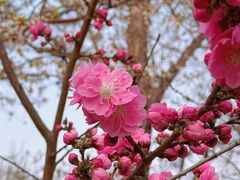 -桃花堤公园