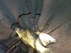 -酷鱼垂钓CLUB(朝阳区博大路店 )