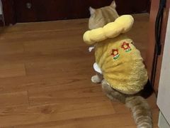 -瑞鹏宠物医院·超声·骨科·奇麟分院(蜀都万达店)