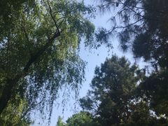 -金鸡湖桃花岛