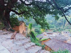 -杨家堂村